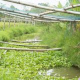 Hệ thống mương lớn thuộc hàng rào cách ly bao bọc xung quanh farm với hệ cây dạng giúp lọc và kiểm soát chất lượng nước đầu vào trước khi tiến hành canh tác.